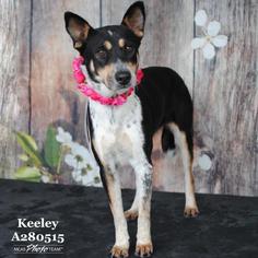 Australian Kelpie Dogs for adoption in Conroe, TX, USA