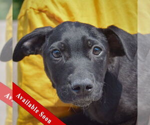 American Staffordshire Terrier-Unknown Mix Dogs for adoption in Huntley, IL, USA