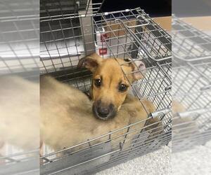 German Shepherd Dog-Unknown Mix Dogs for adoption in Pasadena, TX, USA