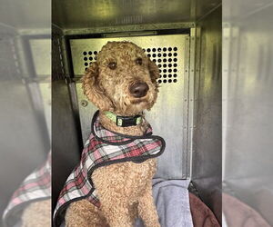 Goldendoodle Dogs for adoption in Rancho Cucamonga, CA, USA