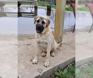 Bullmastiff Dogs for adoption in Poplar Bluff, MO, USA