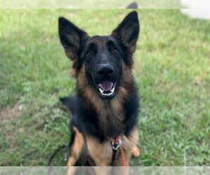 German Shepherd Dog Dogs for adoption in Tavares, FL, USA