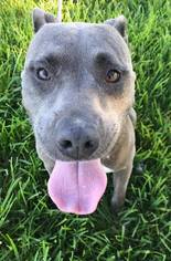 American Pit Bull Terrier-American Staffordshire Terrier Mix Dogs for adoption in Lake Jackson, TX, USA