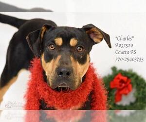 Rottweiler-Unknown Mix Dogs for adoption in Newnan, GA, USA