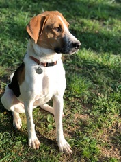 Coonhound Dogs for adoption in Huntsville, AL, USA