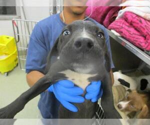 Mutt Dogs for adoption in Oklahoma City, OK, USA