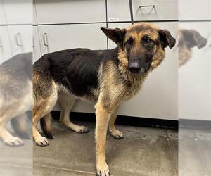 German Shepherd Dog Dogs for adoption in Rosenberg, TX, USA
