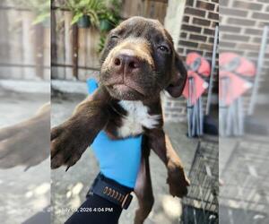 Mutt Dogs for adoption in San Antonio, TX, USA