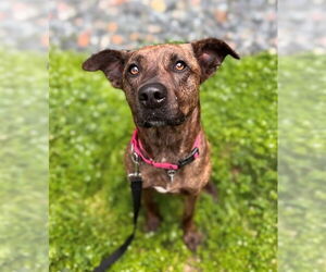 Labrador Retriever-Unknown Mix Dogs for adoption in Waterford, VA, USA