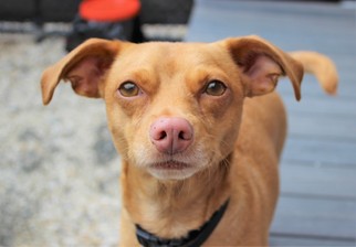 Medium Photo #1 Beagle-Chihuahua Mix Puppy For Sale in Atlanta, GA, USA