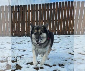 Huskies -Unknown Mix Dogs for adoption in Incline Village, NV, USA