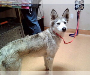 Siberian Husky Dogs for adoption in Martinez, CA, USA