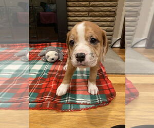 Mutt Dogs for adoption in Springdale, PA, USA