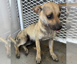 Chihuahua Dogs for adoption in Bakersfield, CA, USA