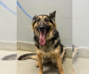 German Shepherd Dog-Unknown Mix Dogs for adoption in Las Vegas, NV, USA