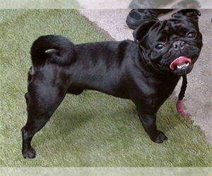 Pug Dogs for adoption in Downey, CA, USA