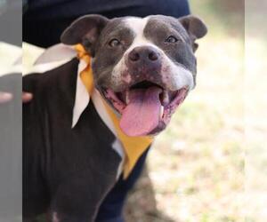 American Staffordshire Terrier-Unknown Mix Dogs for adoption in San Antonio, TX, USA