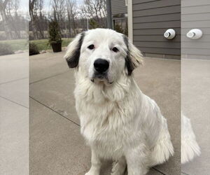 Great Pyrenees-Unknown Mix Dogs for adoption in Brooklyn Center, MN, USA