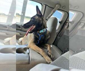 Mutt Dogs for adoption in Imlay City, MI, USA