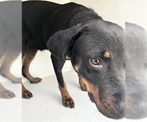 Rottweiler Dogs for adoption in Houston, TX, USA
