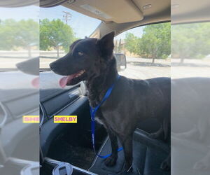 Australian Kelpie-Unknown Mix Dogs for adoption in Woodland Hills, CA, USA