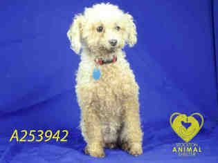 Poodle (Miniature) Dogs for adoption in Stockton, CA, USA