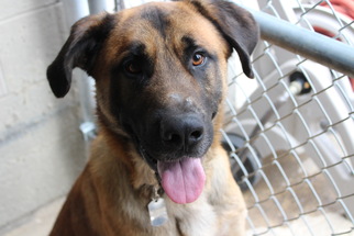 Medium Photo #1 German Shepherd Dog-Mastiff Mix Puppy For Sale in Akron, OH, USA
