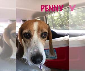 Medium Photo #1 Beagle-Unknown Mix Puppy For Sale in pomfret, CT, USA