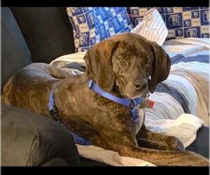 Plott Hound-Unknown Mix Dogs for adoption in Cary, NC, USA