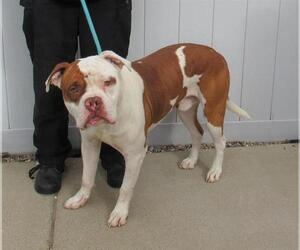 Bullmastiff Dogs for adoption in Louisville, KY, USA