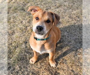 Beagle-Unknown Mix Dogs for adoption in Arlington, VA, USA