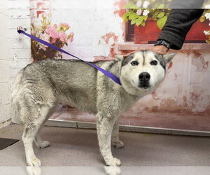 Siberian Husky Dogs for adoption in San Bernardino, CA, USA