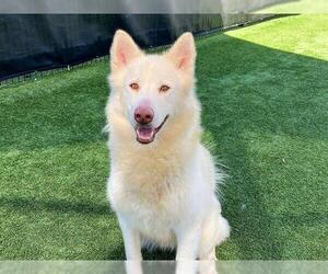 Samoyed-Siberian Husky Mix Dogs for adoption in Orange, CA, USA