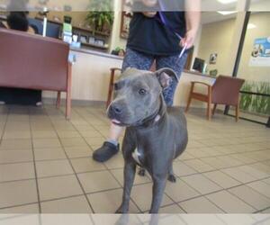American Staffordshire Terrier-Unknown Mix Dogs for adoption in Ocala, FL, USA