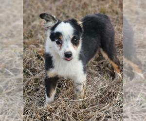 Australian Shepherd-Unknown Mix Dogs for adoption in Wakefield, RI, USA