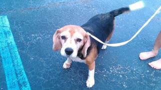 Medium Photo #1 Beagle Puppy For Sale in Fort Lauderdale, FL, USA