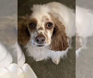 Cocker Spaniel Dogs for adoption in Davis, CA, USA