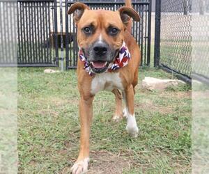 Boxer-Unknown Mix Dogs for adoption in San Antonio, TX, USA