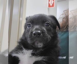 American Bulldog-Dutch Shepherd  Mix Dogs for adoption in Sacramento, CA, USA