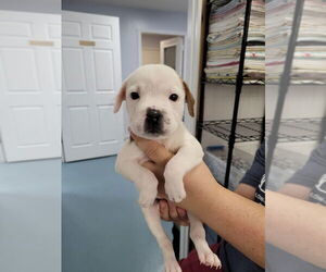 American Pit Bull Terrier-Unknown Mix Dogs for adoption in Linton, IN, USA