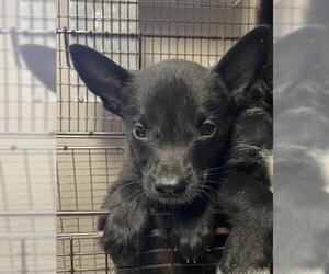 Border Collie-Unknown Mix Dogs for adoption in Redlands, CA, USA