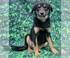American Pit Bull Terrier-Unknown Mix Dogs for adoption in Wetumpka, AL, USA