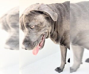 Staffordshire Bull Terrier Dogs for adoption in Houston, TX, USA