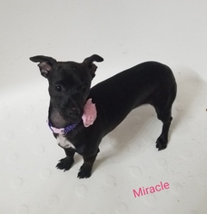 Chiweenie Dogs for adoption in Gilbert, AZ, USA