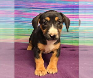 Bull Terrier-Dachshund Mix Dogs for adoption in Lakewood, CO, USA