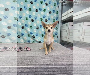 Chihuahua-Unknown Mix Dogs for adoption in Chico, CA, USA