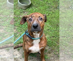 Mutt Dogs for adoption in Tarboro, NC, USA