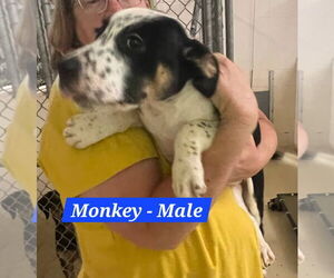 Mutt Dogs for adoption in Sheboygan, WI, USA