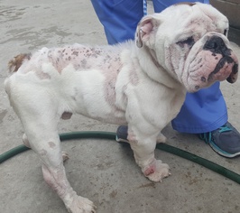 Bulldog Dogs for adoption in Los Angeles, CA, USA