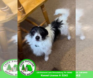 Chihuahua Dogs for adoption in Stroudsburg, PA, USA